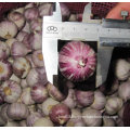 2015 High Quality Red Solo Garlic (4.5cm and up)